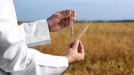 В Ростовской области проверили первую в этом году партию пшеницы